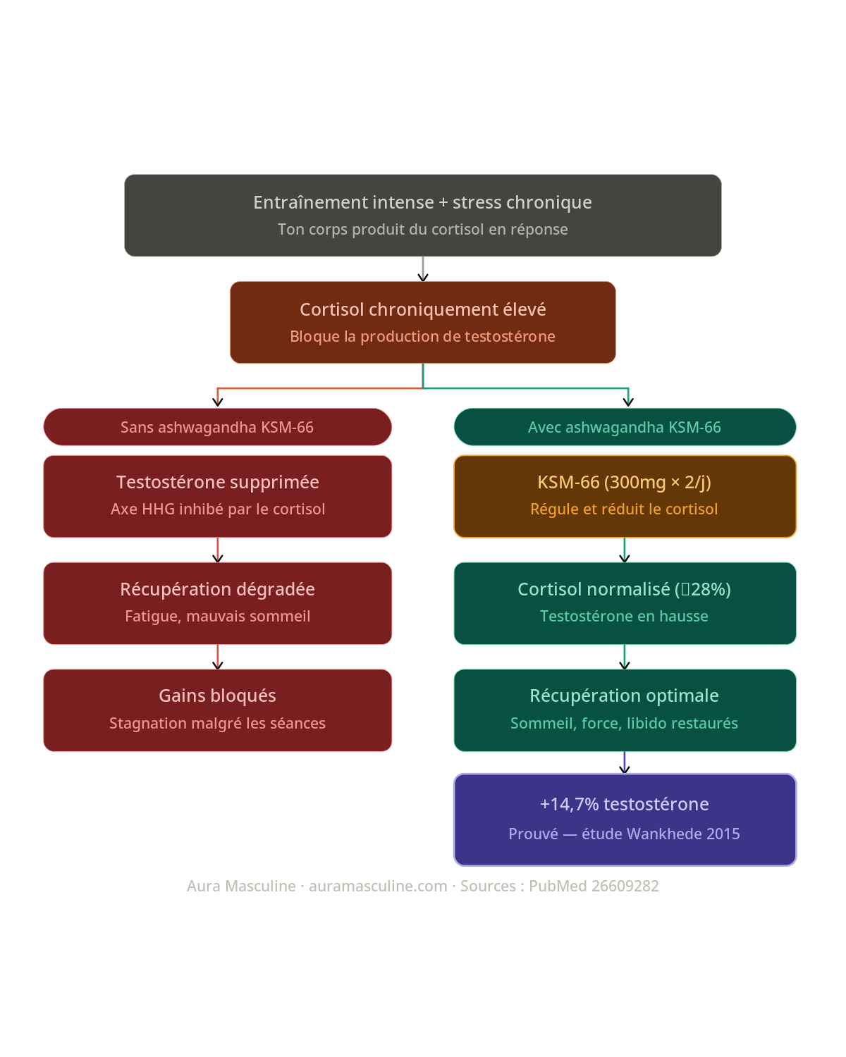 mécanisme ashwagandha KSM-66 cortisol testostérone musculation infographie