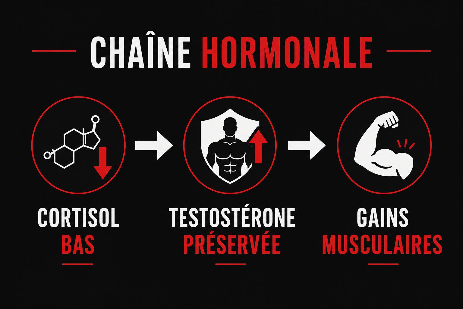 mécanisme testostérone naturelle homme cortisol musculation
