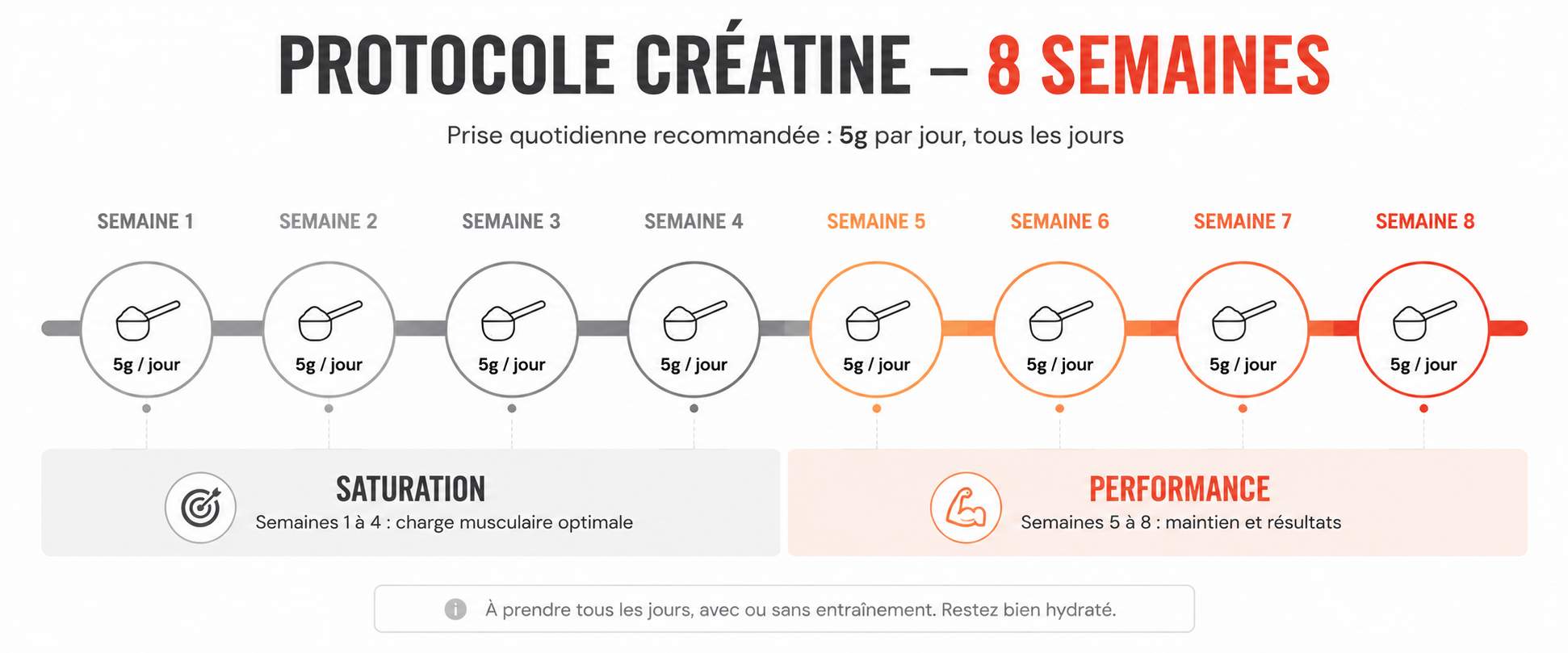 Protocole prise créatine monohydrate 8 semaines timeline dosage quotidien