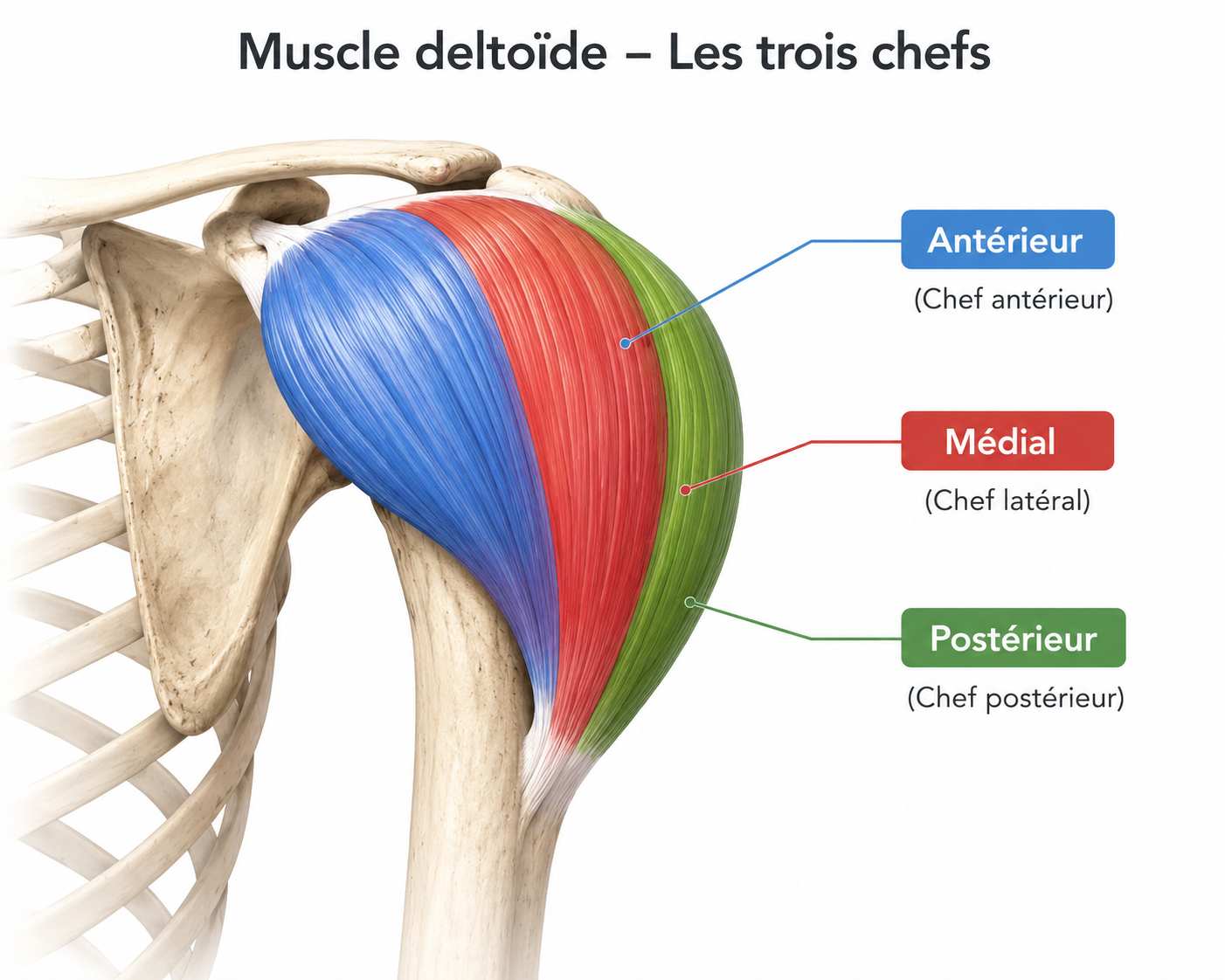 Anatomie du muscle deltoïde — les 3 chefs : antérieur, médial et postérieur