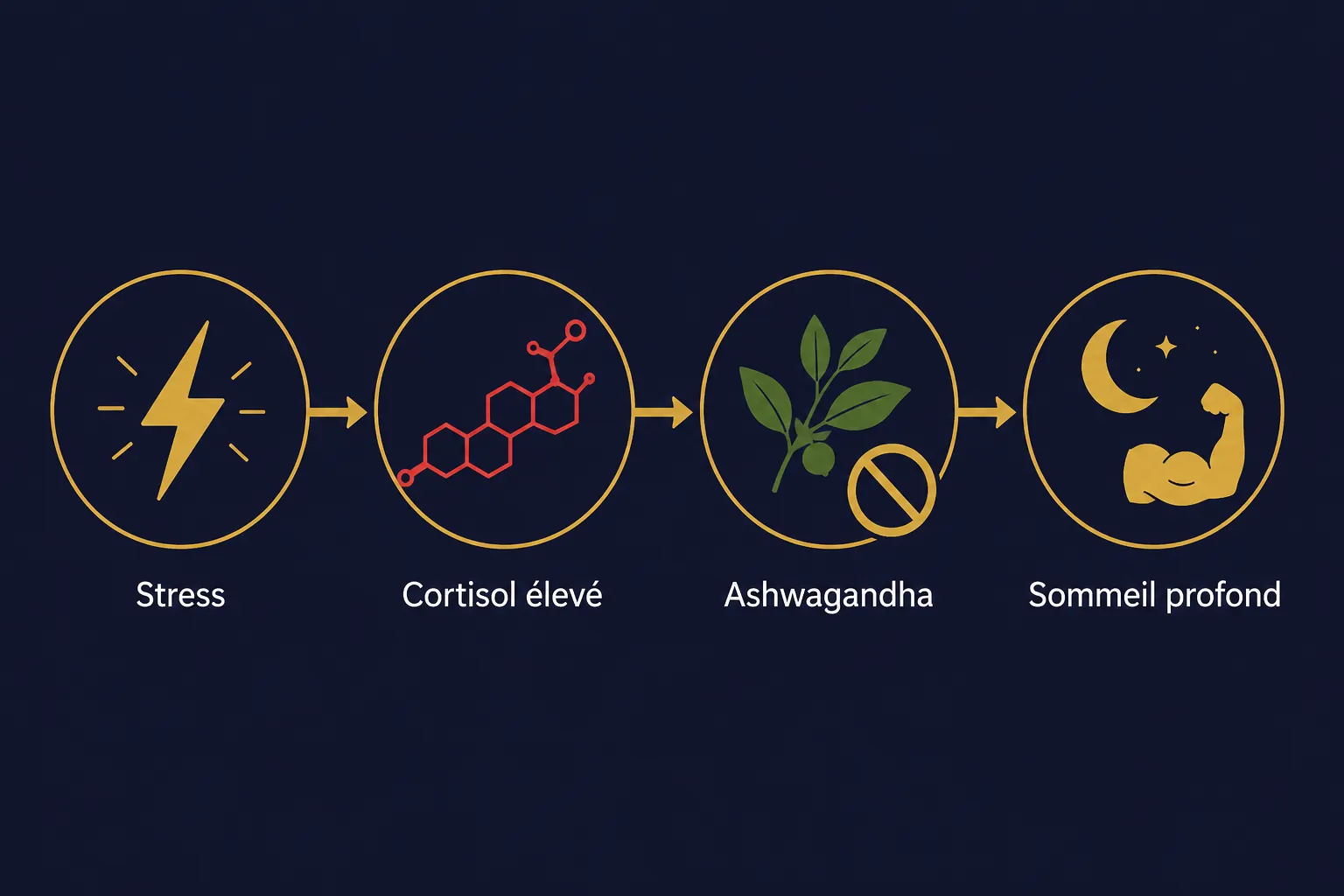 mécanisme ashwagandha cortisol récupération nocturne sportif