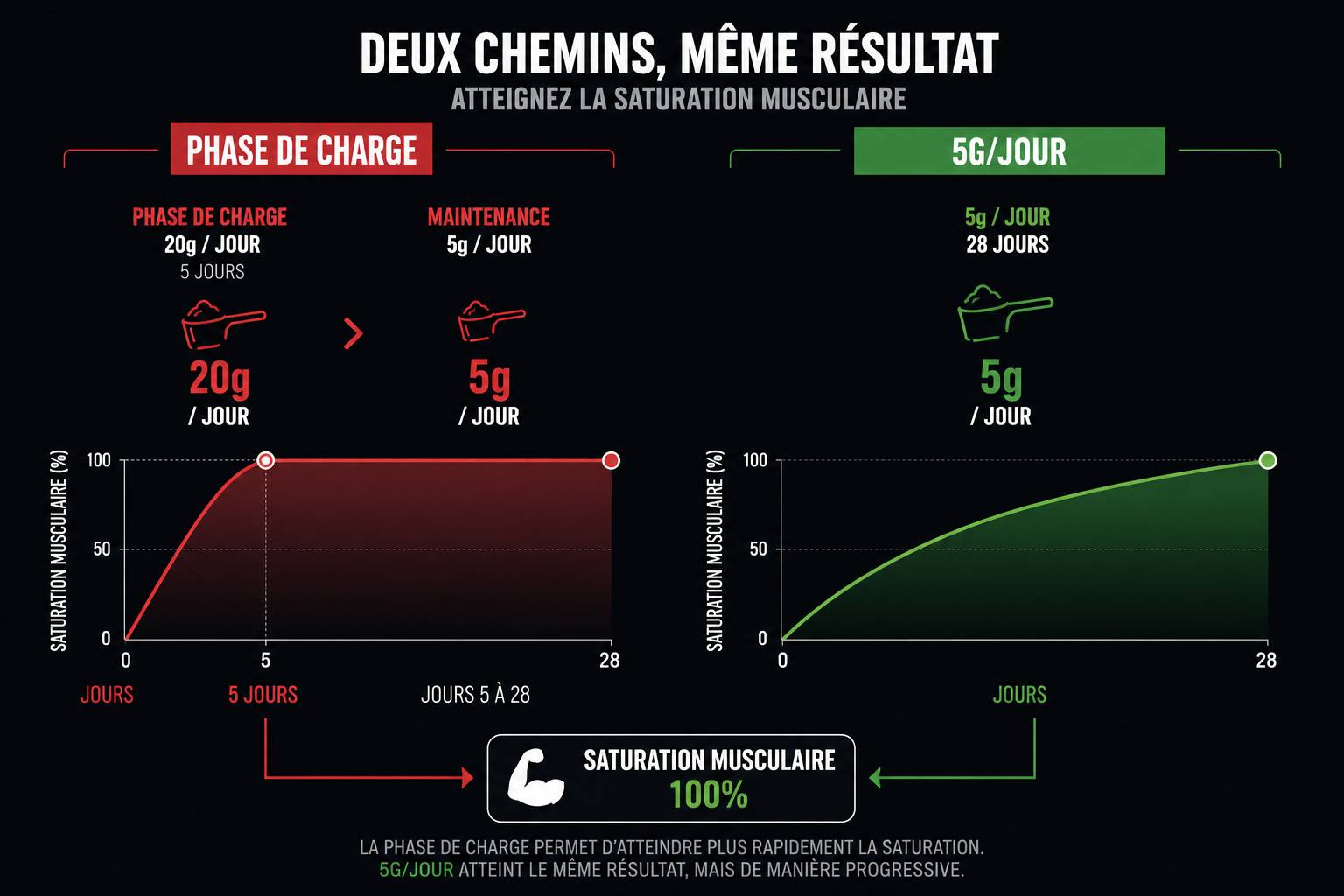 infographie comparaison protocole charge créatine 20g versus maintenance 5g par jour — saturation musculaire identique à 28 jours