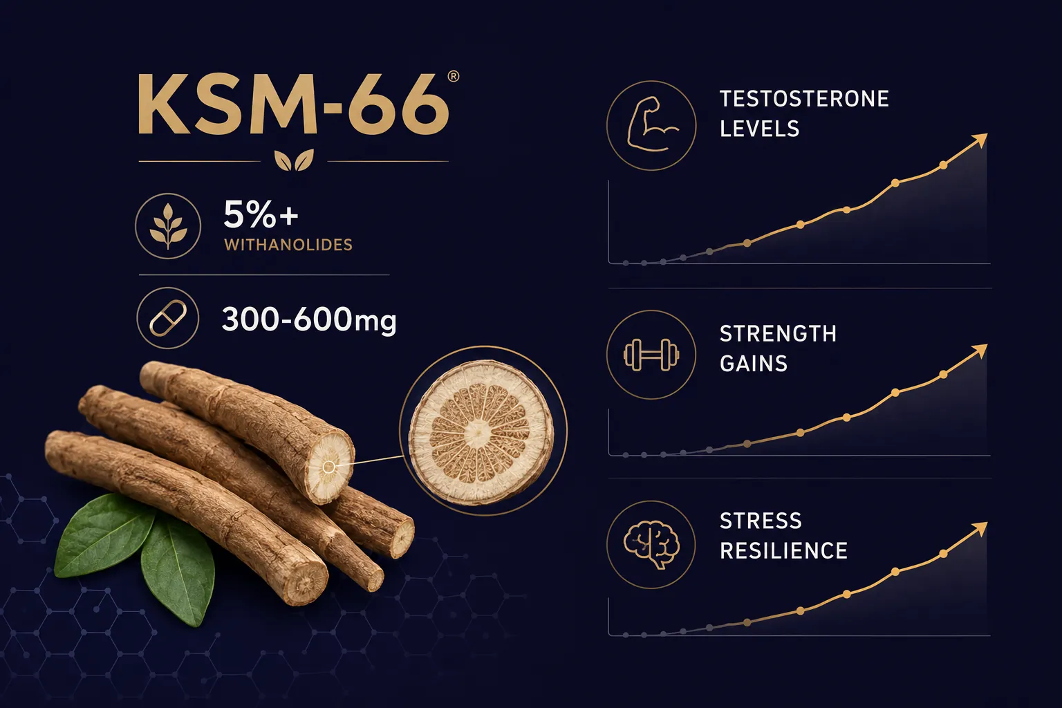 KSM-66 ashwagandha extraction racine résultats études musculation