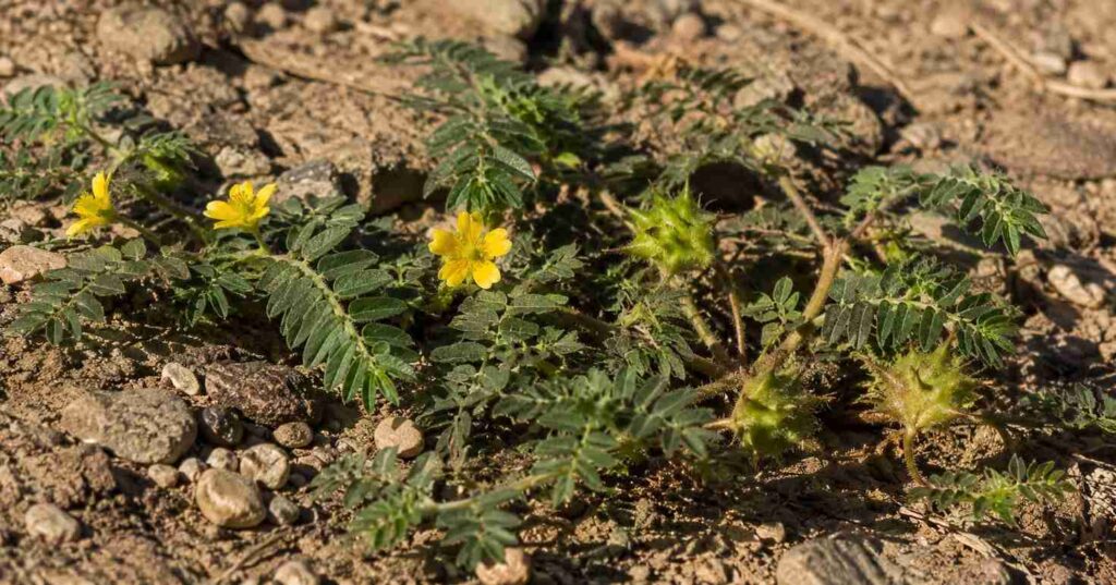 plante tribulus terrestris avec fleur jaune – avis testostérone 2026