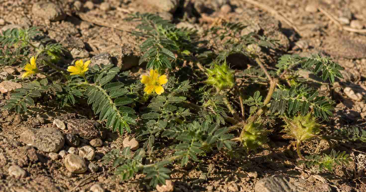 plante tribulus terrestris avec fleur jaune – avis testostérone 2026
